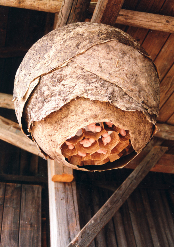 Brutstätte