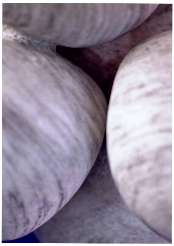 Knochen1:detaille